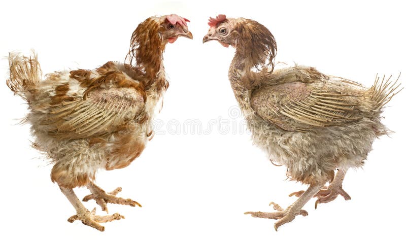 Strati - galline dall'agricoltura dell'interno intensiva fotografia stock libera da diritti