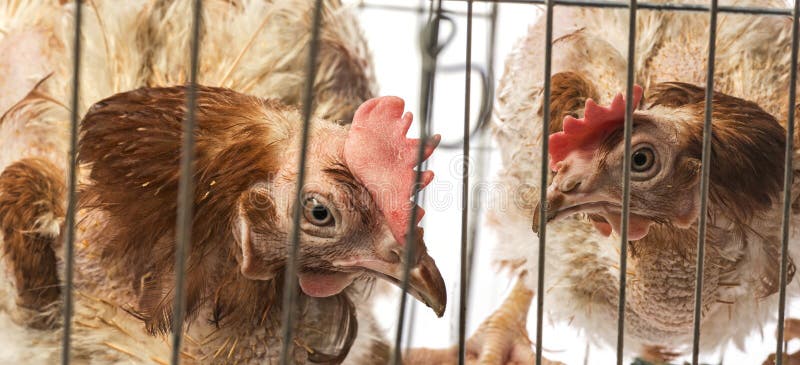Strati - galline dall'agricoltura dell'interno intensiva immagine stock