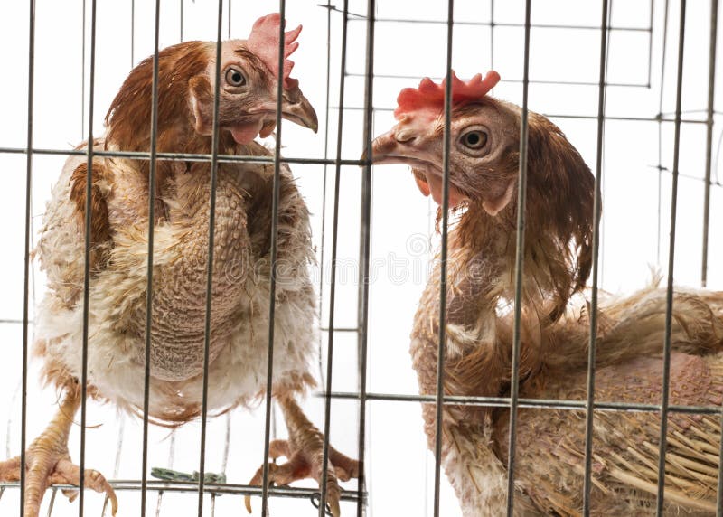 Strati - galline dall'agricoltura dell'interno intensiva fotografie stock libere da diritti