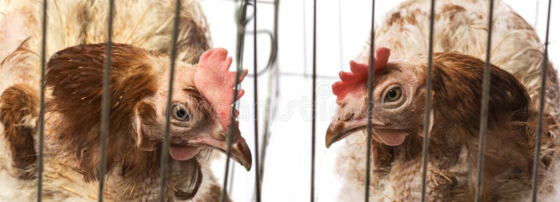 Strati - galline dall'agricoltura dell'interno intensiva immagini stock libere da diritti
