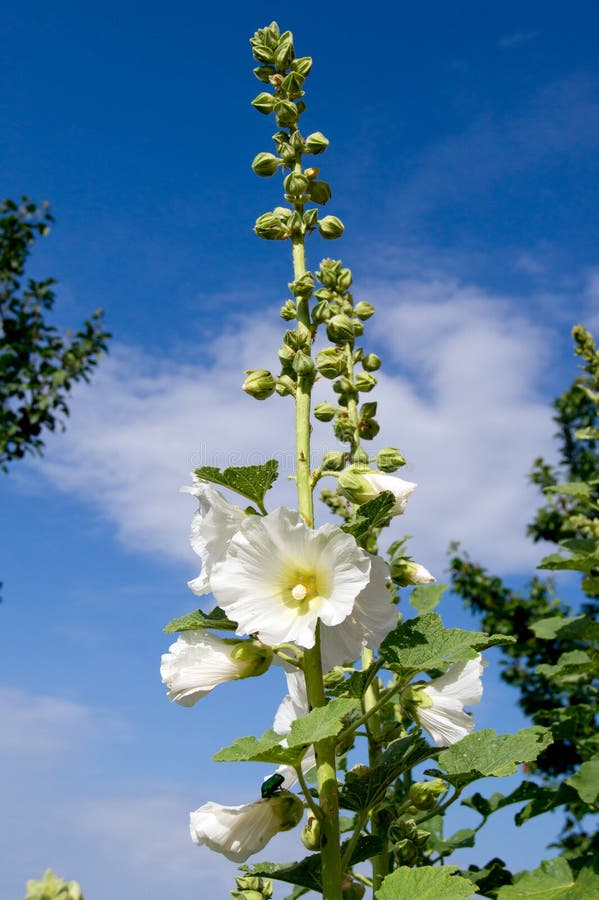StrauchMalve (Hibiscus Syriacus) Stockfoto Bild von bequemlichkeit
