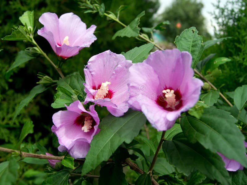 StrauchMalve (Hibiscus Syriacus) Stockfoto Bild von bequemlichkeit