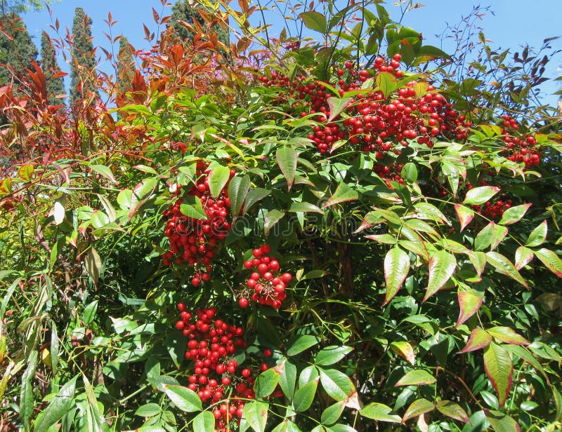 Strauch NandinBambus Mit Roter Beere Stockbild Bild von strauch