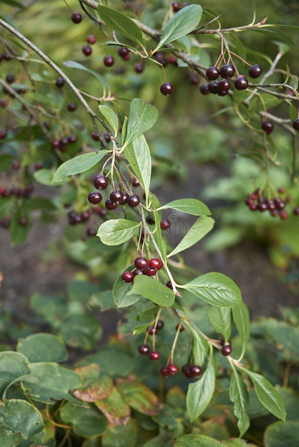 Strauch Von Aroniamelanocarpa Stockfoto Bild von blätter, block