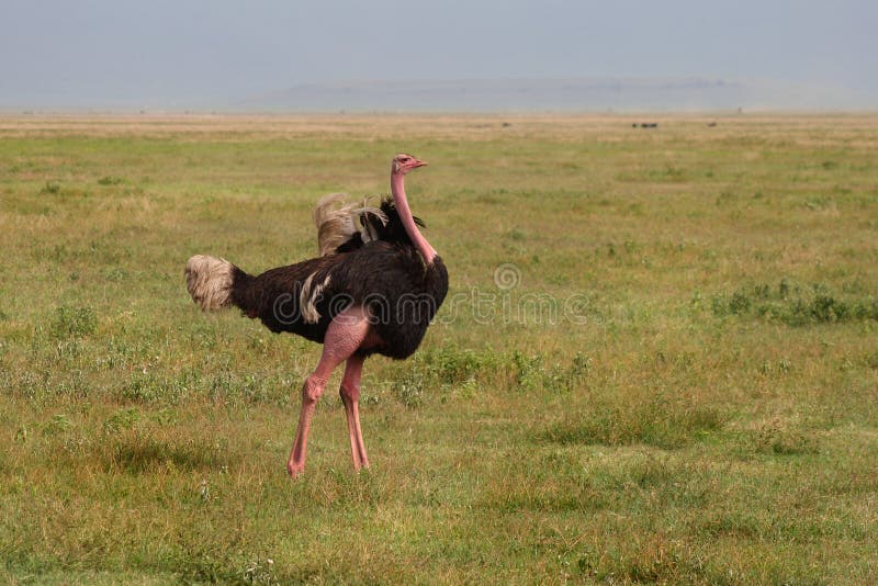 Straus nella zona di conservazione di Ngorongoro fotografia stock Straus nella zona di conservazione di Ngorongoro fotografia stock