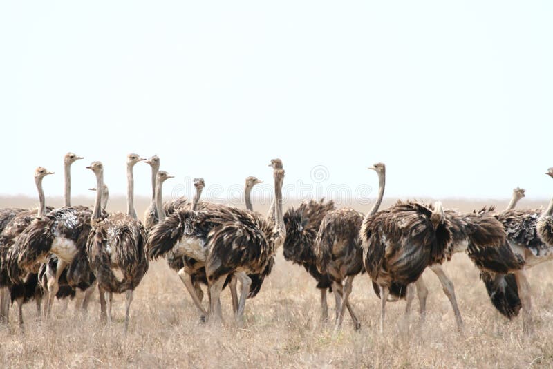 Common Ostrich (Struthio camelus) in Serengeti National Park, Tanzania. Common Ostrich (Struthio camelus) in Serengeti National Park, Tanzania