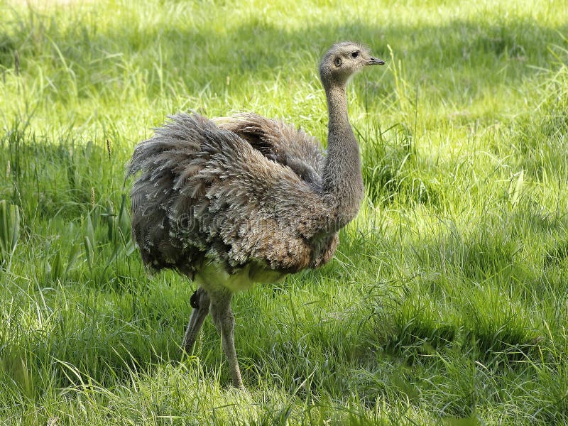 Strauß-Emu - auf dem Gras im wilden stockbilder Strauß-Emu - auf dem Gras im wilden stockbilder