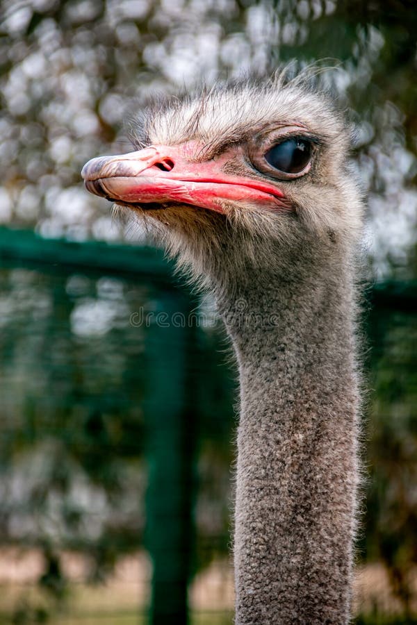 Strauß Headshotdetail stockbilder Strauß Headshotdetail stockbilder