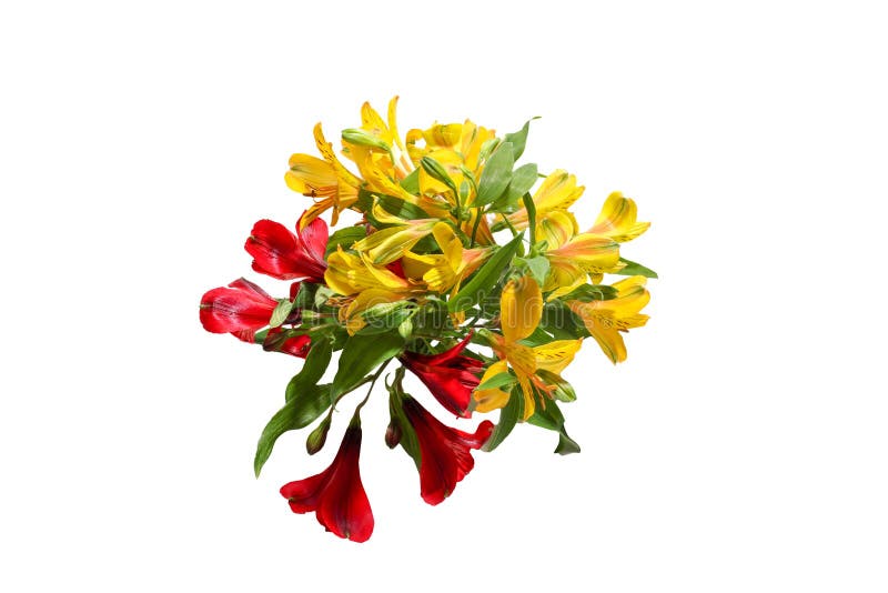 Strauß von Alstroemeria in einem weißen Hintergrund stockfoto