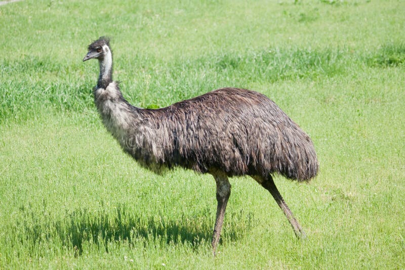 StraußEmu lizenzfreie stockfotografie StraußEmu lizenzfreie stockfotografie