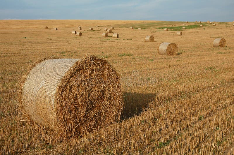 Straw bales 1 stock image. Image of industry, corn, area 7059785