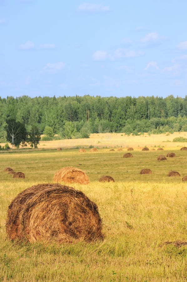 Straw bales stock image. Image of field, grow, natural 10430725