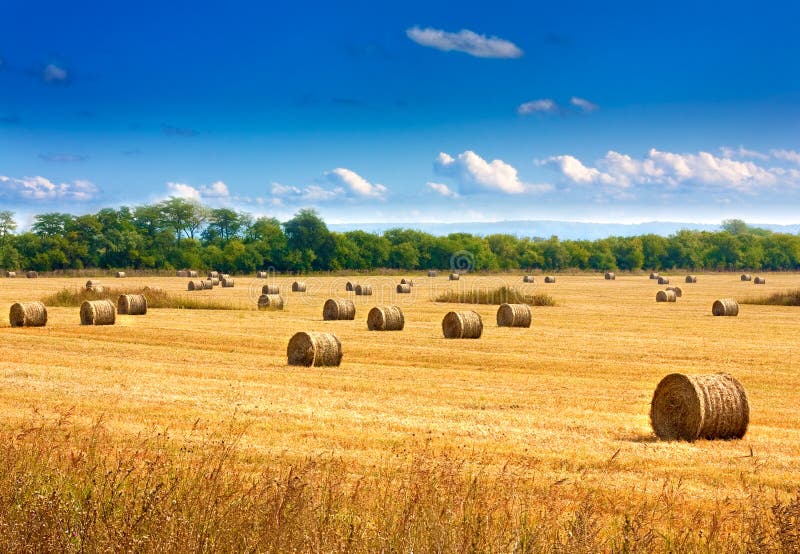 Golden Sunset Over Farm Field Stock Photo - Image of autumn, dramatic ...