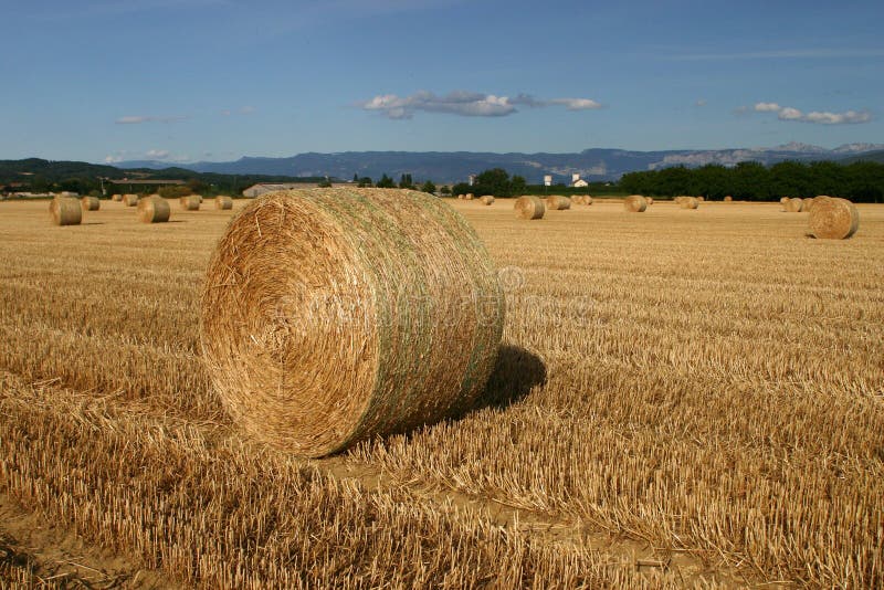 Straw bales in corn field stock photo. Image of field 1210616