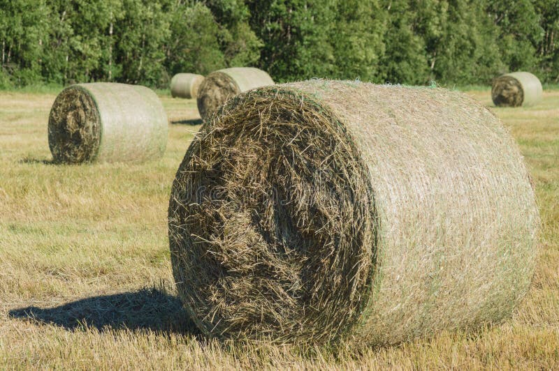 Straw Bales Drying on the Field Stock Image Image of landscape, area