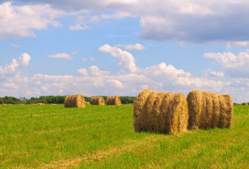 Straw bales on field stock image. Image of grain, harvesting 16247843