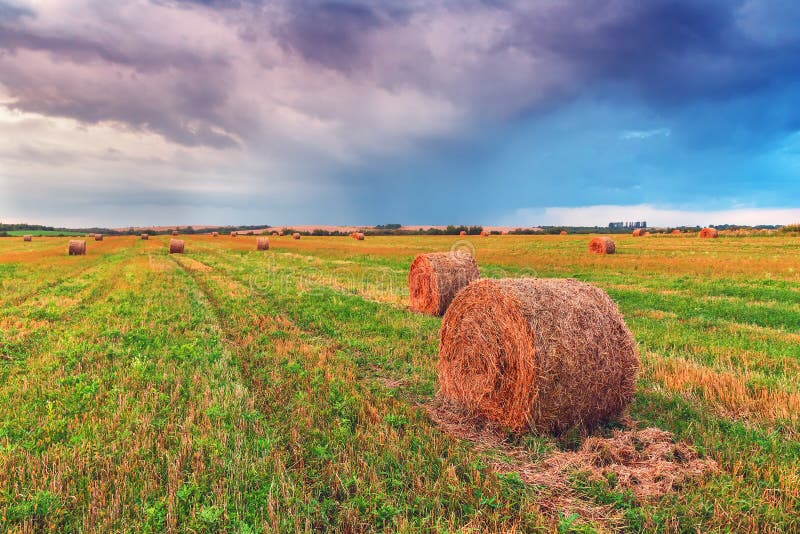 Straw bales in the field stock image. Image of grain - 101030237