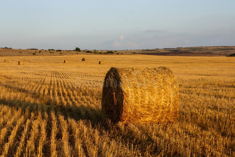 Straw bales in the golden meadow and blue clear sky at sunset stock images Straw bales in the golden meadow and blue clear sky at sunset stock images