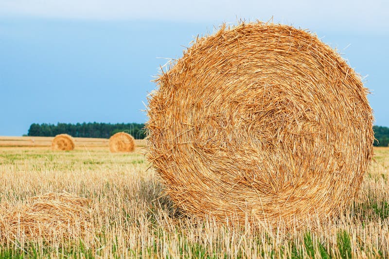 Straw bales stock photo. Image of harvest, farmland, development 2925474