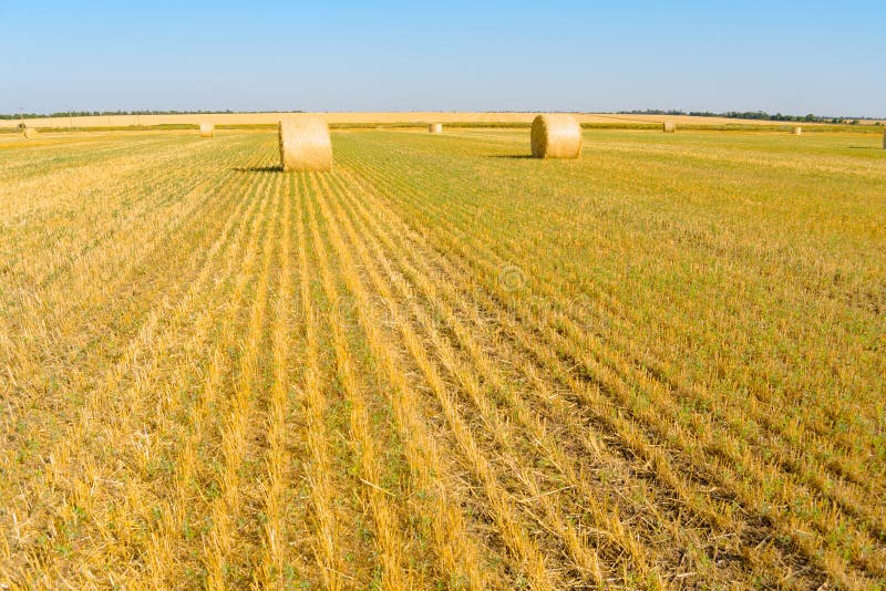Straw Bales sur le champ jaune lumineux sous le ciel bleu photo stock Straw Bales sur le champ jaune lumineux sous le ciel bleu photo stock