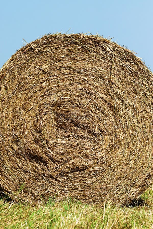 Straw Bales stock image. Image of field, cattle, fields 43208045