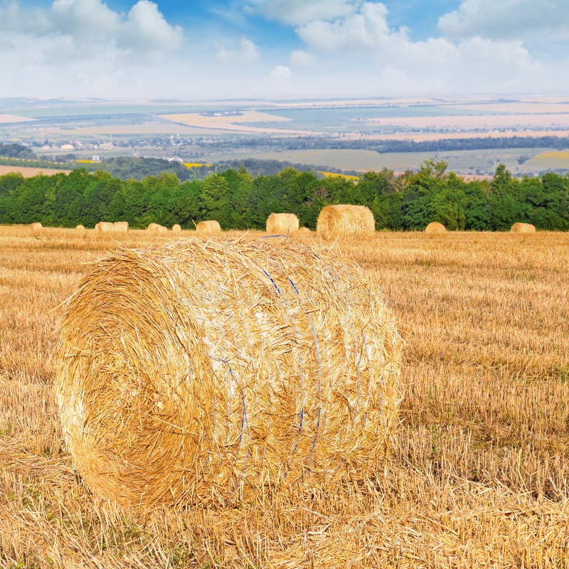 Bales of Hay in a Wheat Field. Bales of Hay Rolled and Ready To Be