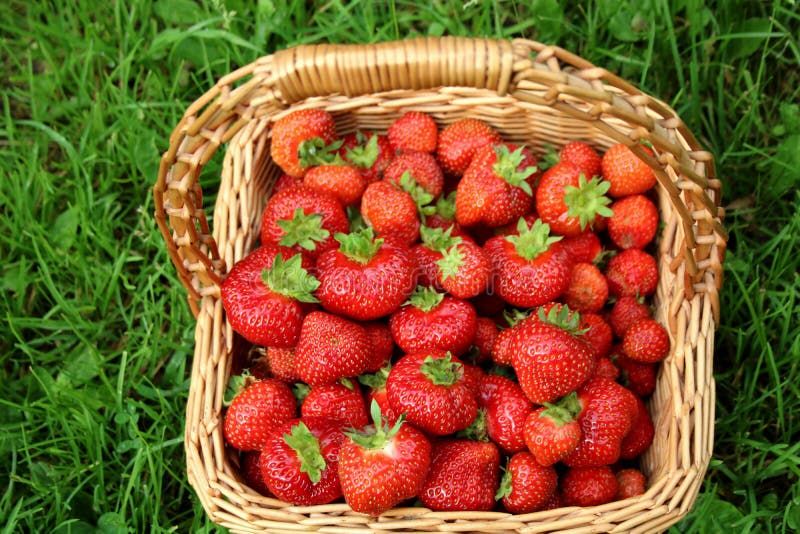 Straw Basket with Strawberries Stock Image Image of full, straw 97444185