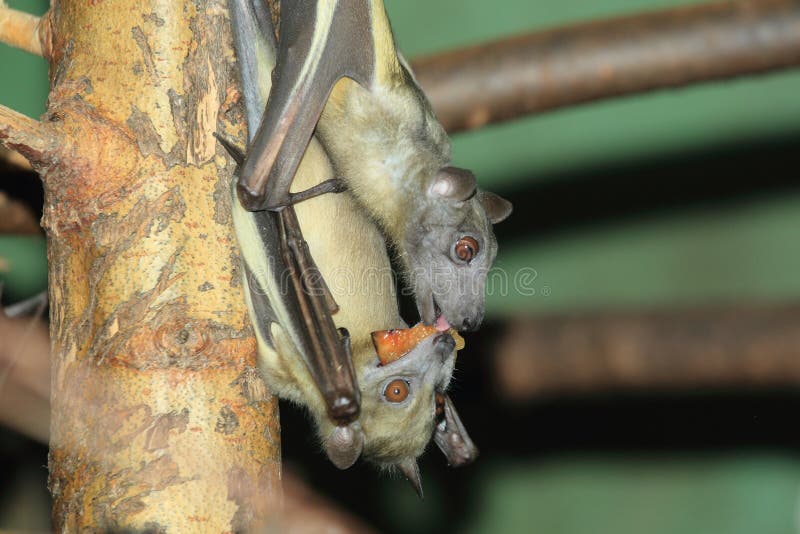 African Strawcolored Fruit Bats. Stock Image Image of african