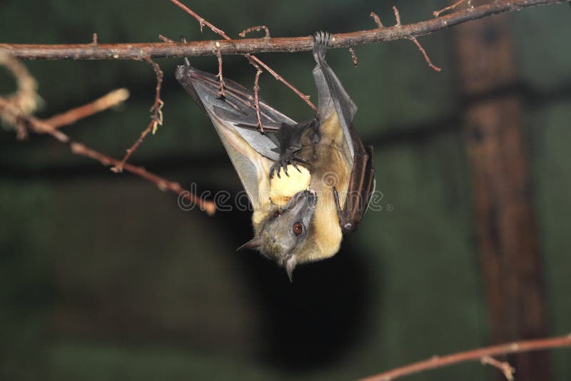 Straw-coloured fruit bat