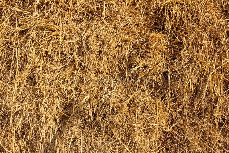 Straw in Farm stock image. Image of farmer, brown, mammal 23000845