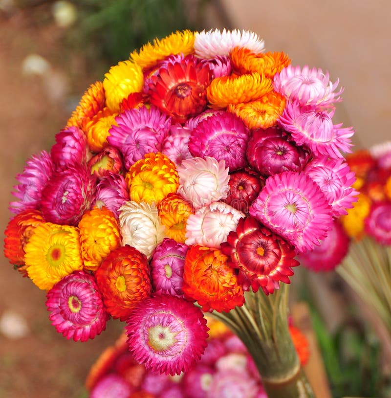 Straw Flower Stock Photo Image 60952103