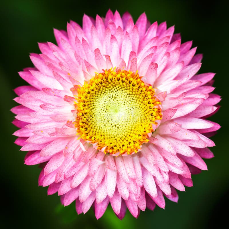 Straw flower stock photo. Image of floral, bloom, globe 42215200