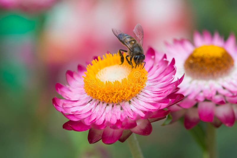Straw flower stock image. Image of everlasting, petal 65416521