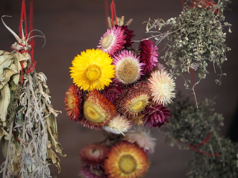 Straw Flowers Drying in House Stock Photo Image of harvest, food