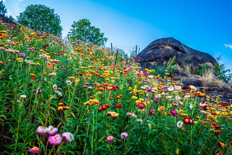 Straw Flowers Garden on the Hill