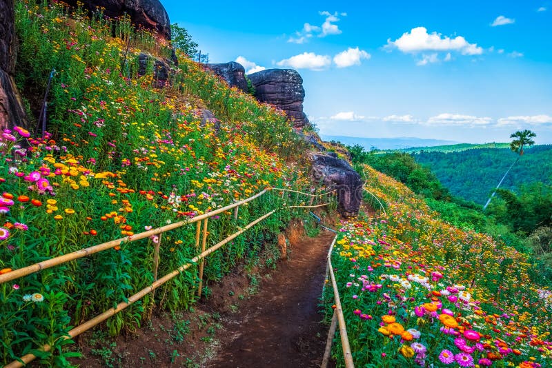 Straw Flowers Garden on the Hill