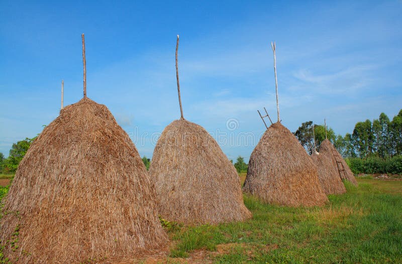 Straw group in rice field