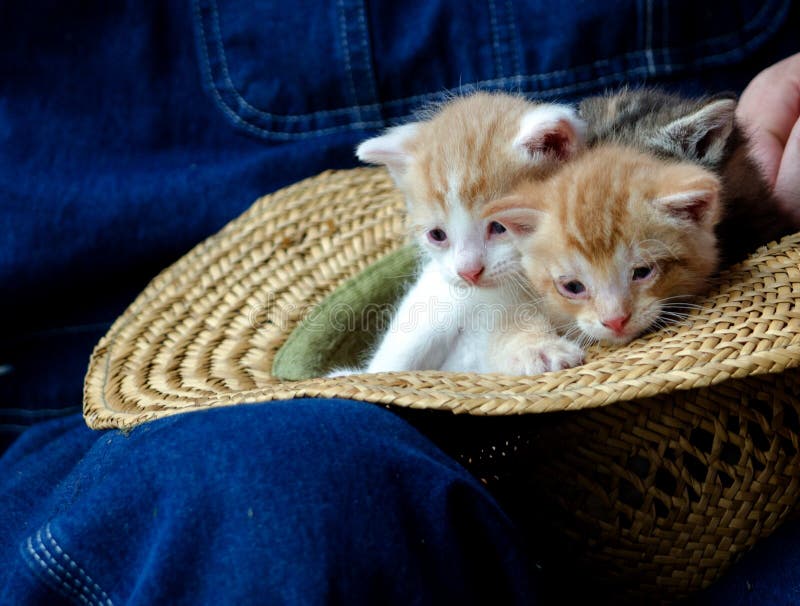 Straw Hat et paires de chatons image stock Straw Hat et paires de chatons image stock