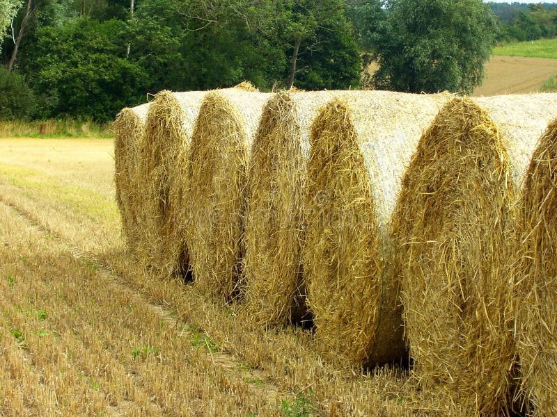Straw Hay bales stock photo. Image of rural, yellow, harvest 11134946
