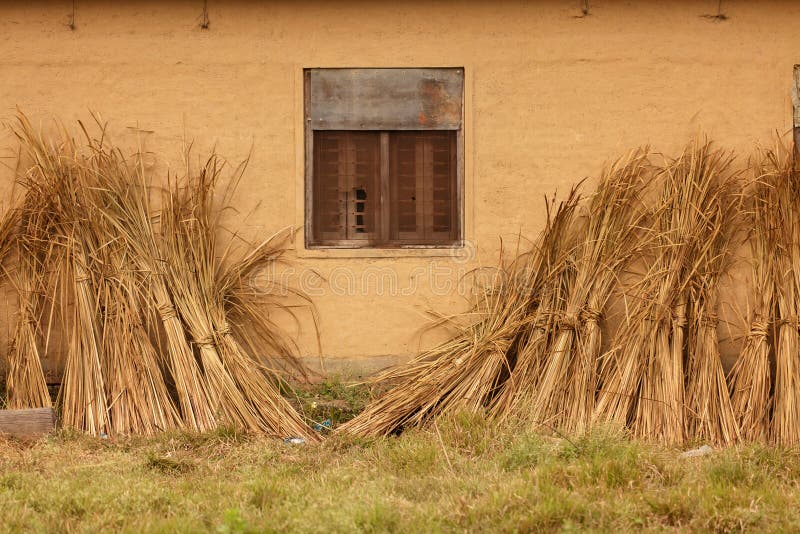 Straw on mud wall