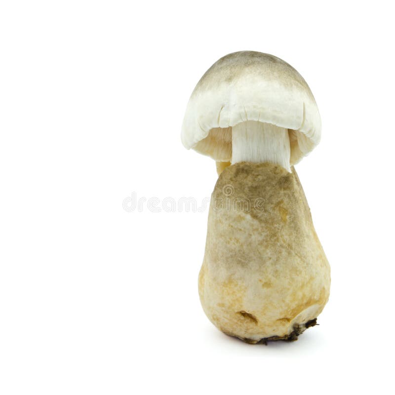 Straw mushroom