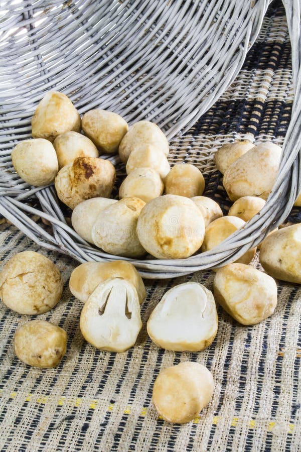 Straw Mushroom royalty free stock photo