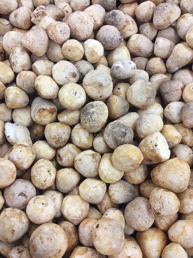 Straw mushroom stock image