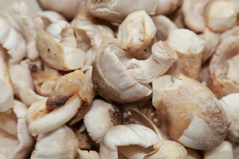 Straw mushroom royalty free stock photo