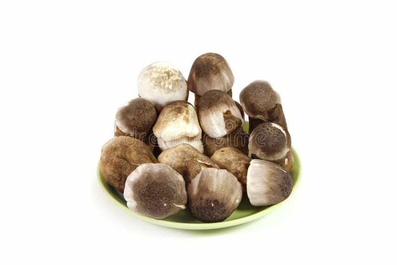 Straw mushroom in dish isolated stock photo