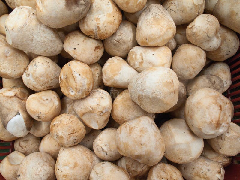Straw mushroom royalty free stock images