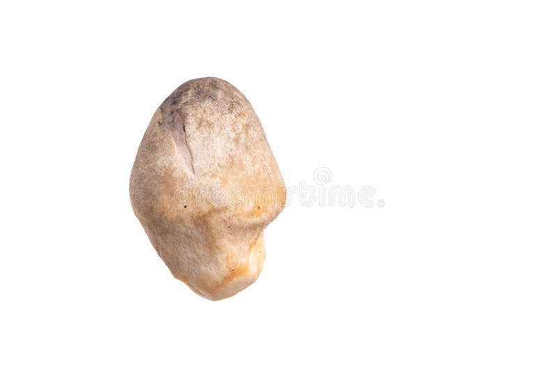 Straw mushroom isolated on white stock photo