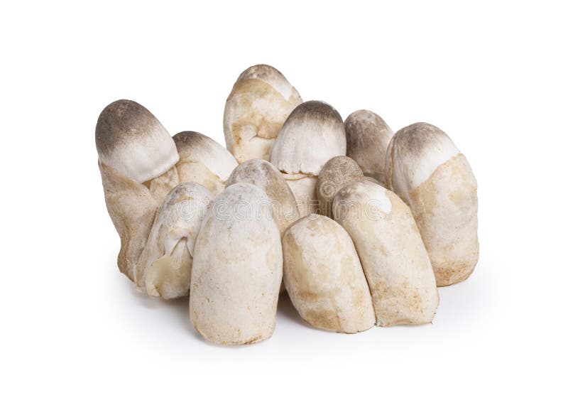 Straw mushroom isolated on white background with clipping path, Volvariella volvacea (Bulliard ex Fries royalty free stock images