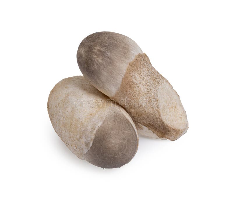 Straw mushroom isolated on white background with clipping path, Volvariella volvacea (Bulliard ex Fries stock image