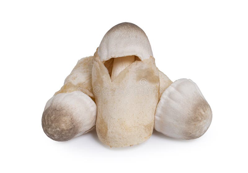Straw mushroom isolated on white background with clipping path, Volvariella volvacea (Bulliard ex Fries royalty free stock photo
